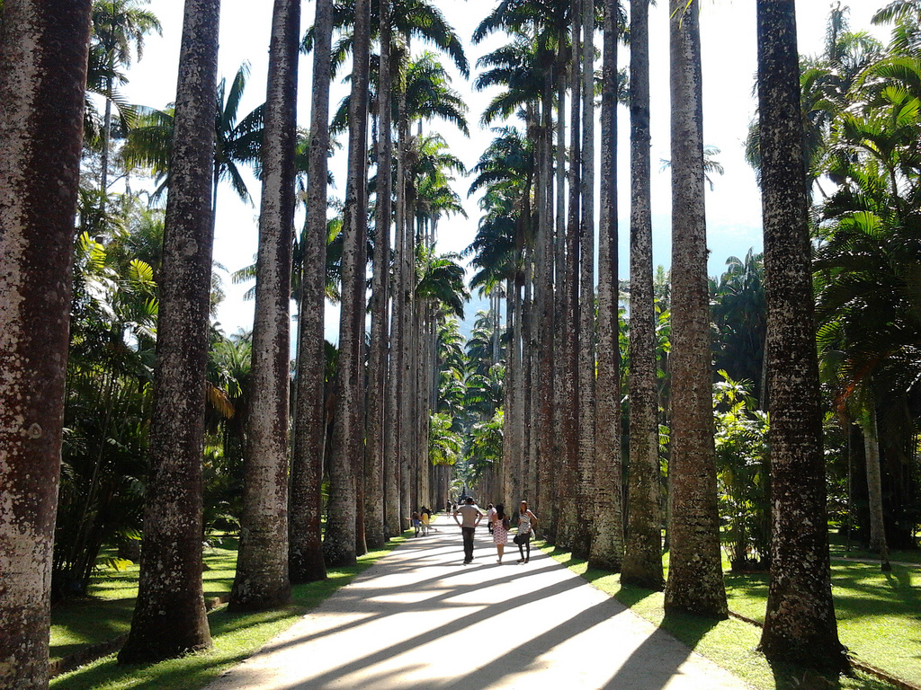 Palmeiras imperiais do Jardim Botânico